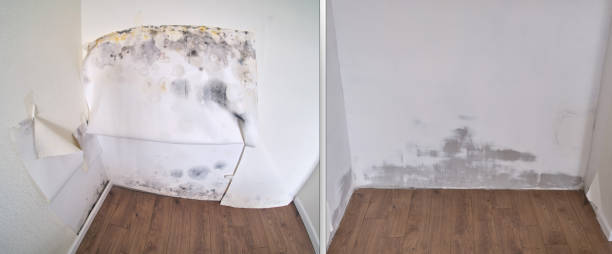 Office Mold Removal Services in Flemington, NJ